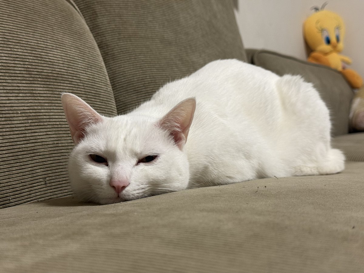 ミルねぇ tweet media