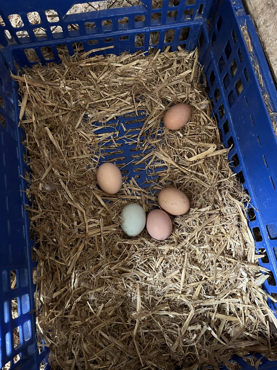 Quien tiene huevos aún es rico??