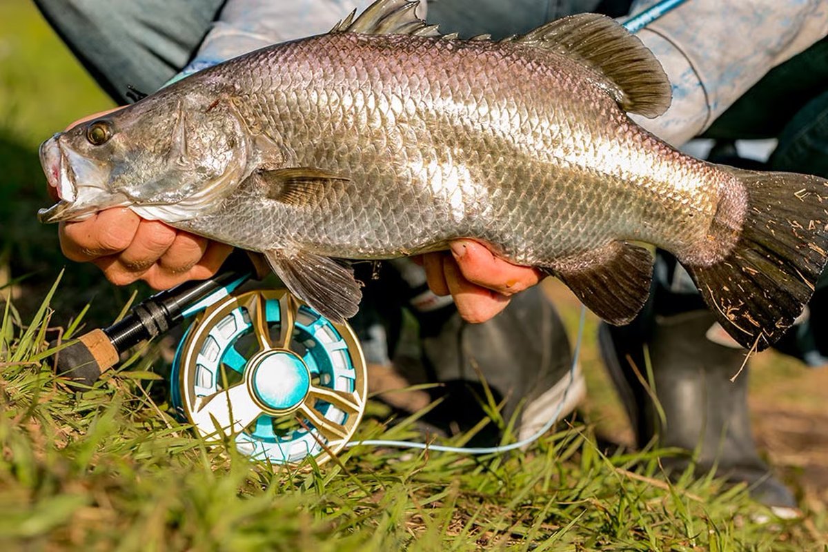 HookBarrelMag's tweet photo. The Australian Barramundi.
These super exotics from down under possess several of the top characteristics of North America’s most SOUGHT after sportfish.
Here's how to catch them 🎣
https://t.co/PN5y27Y9mi
#Sportfishing #Barramundi #HookandBarrel https://t.co/jDuUh8bE7s