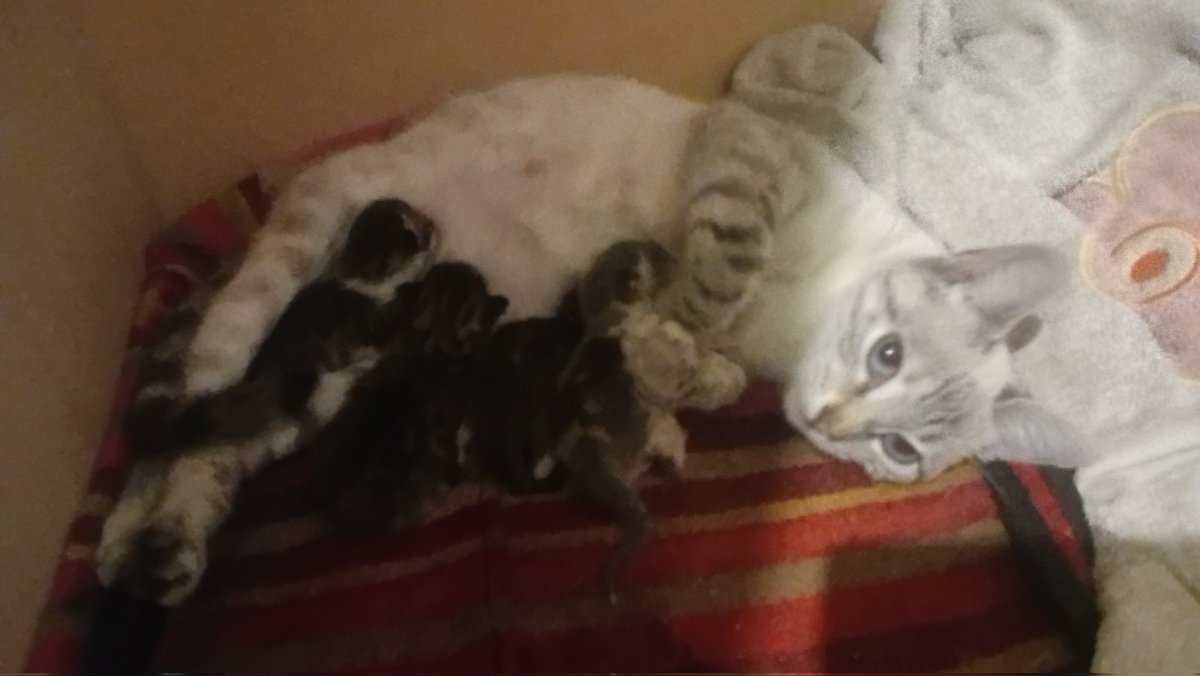 Viverrine 🐢 tweet media