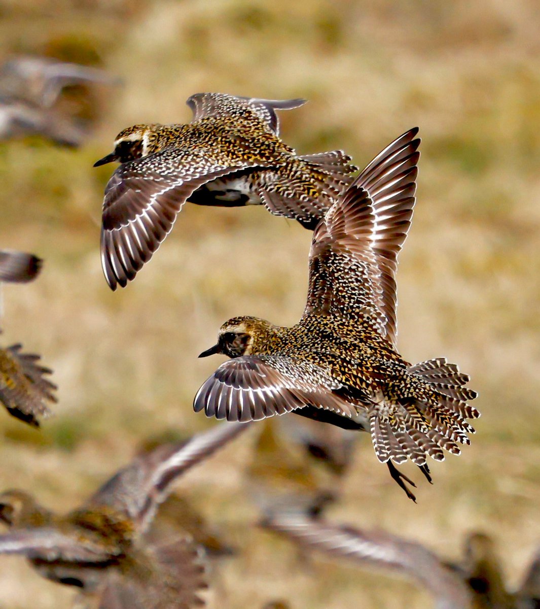 Steve Sanderson tweet media