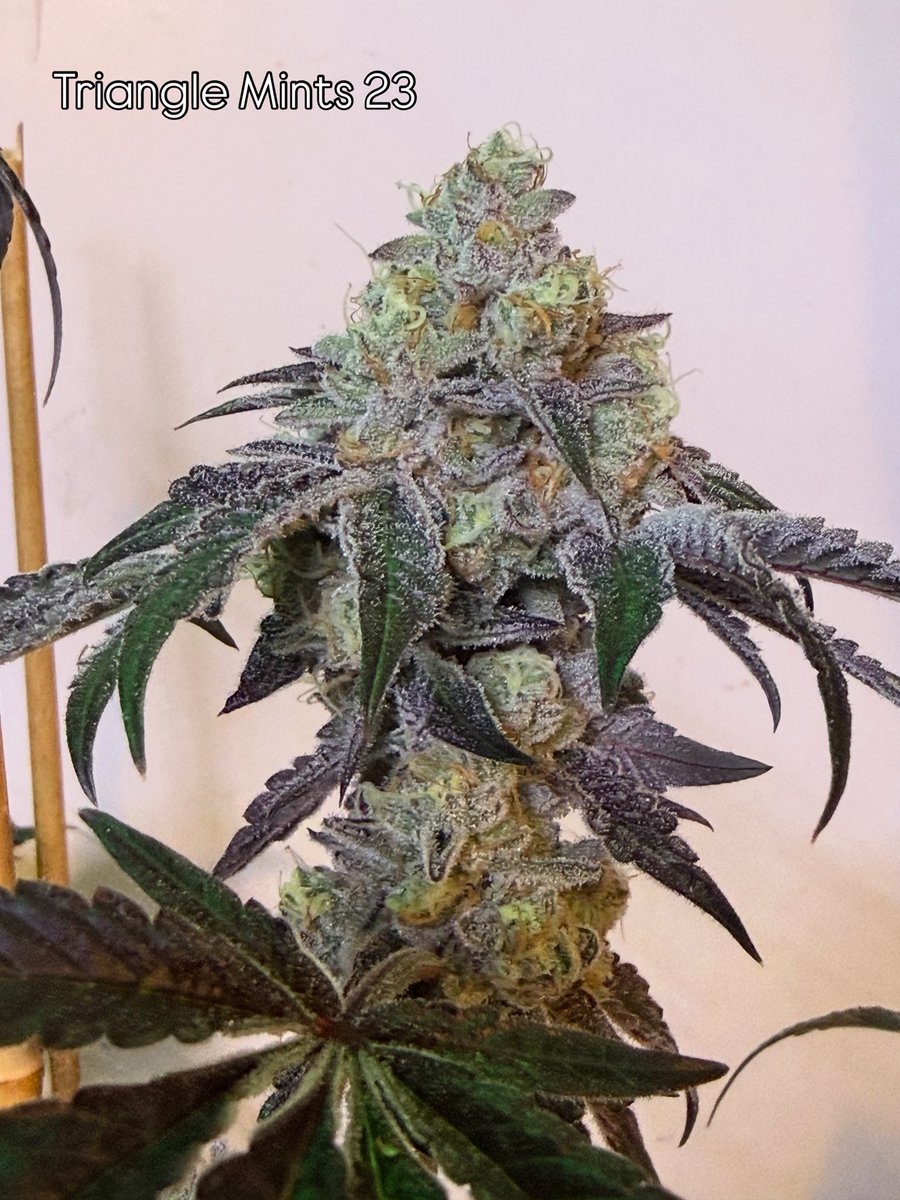 LCC Karl tweet media