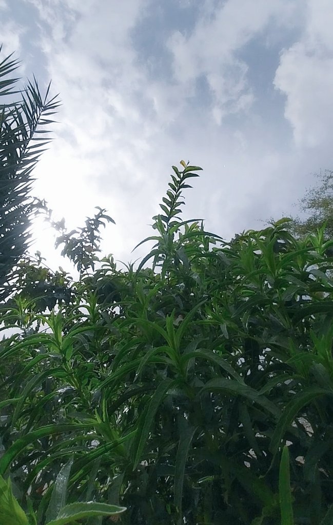 آذار tweet media