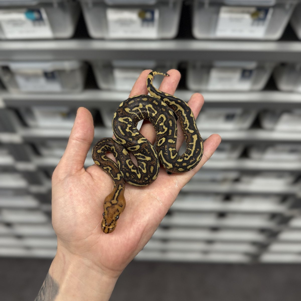 Fabulous_Park tweet media