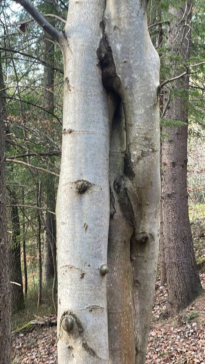 пекар та аптекар tweet media