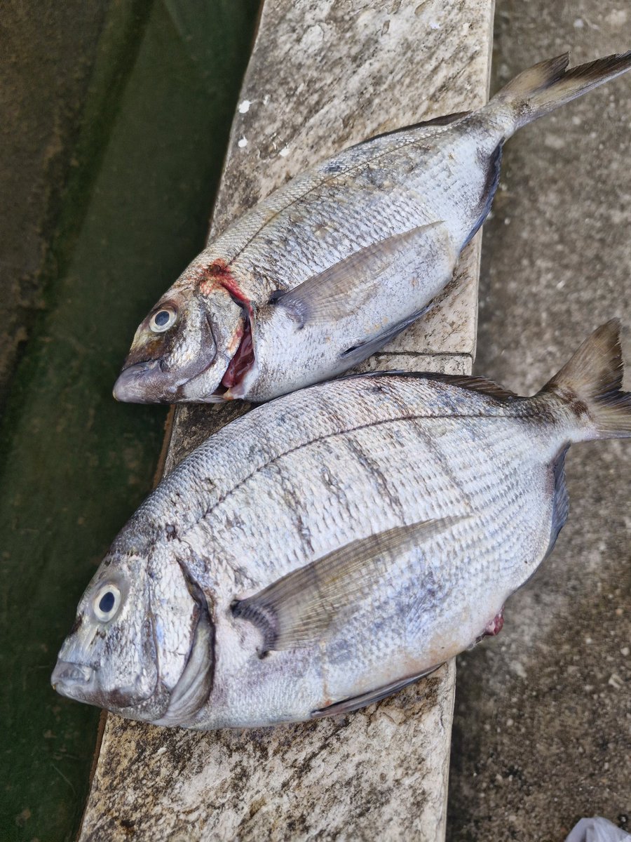 Sergio Quintial tweet media