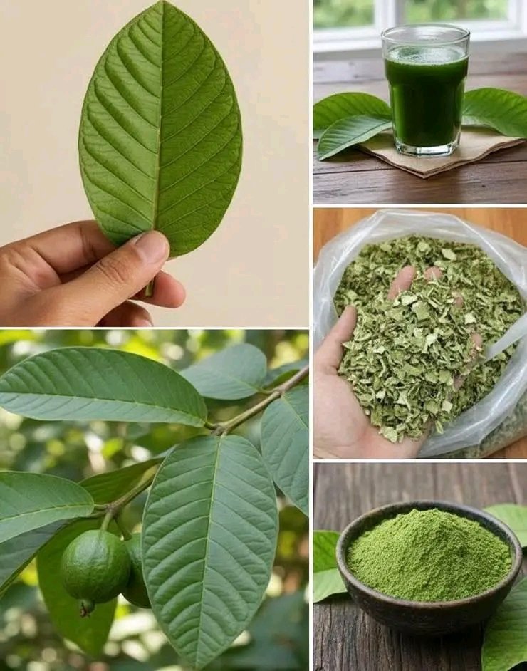 Herbalisque tweet media