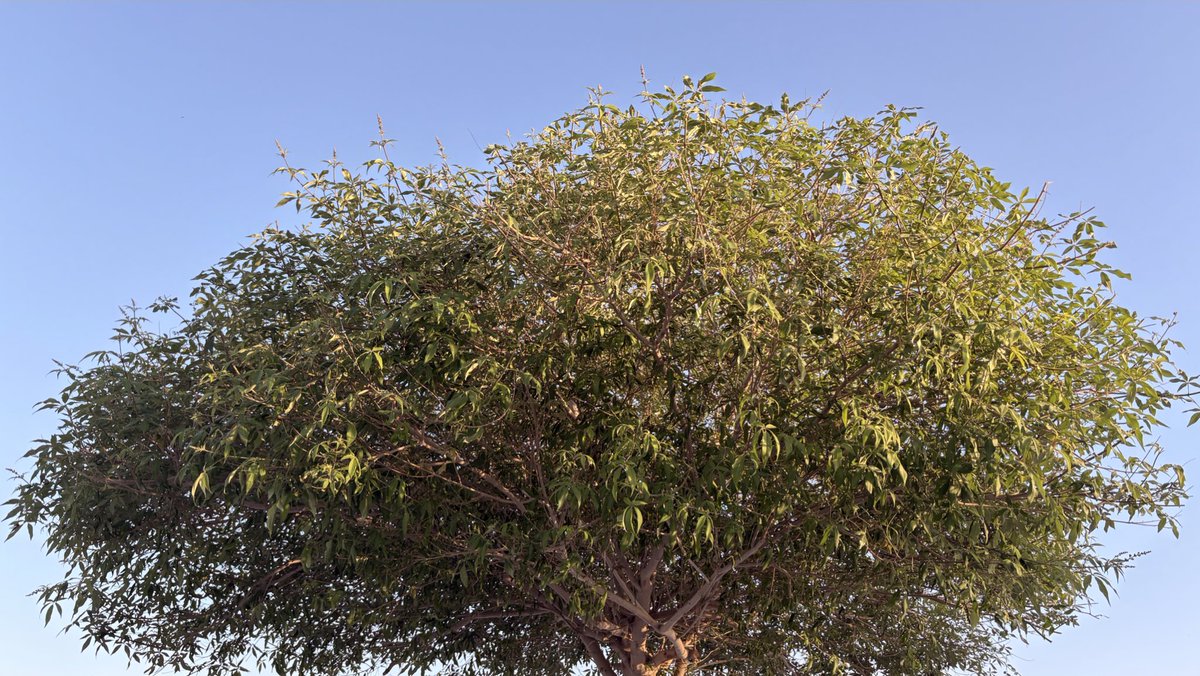 ريناد tweet media