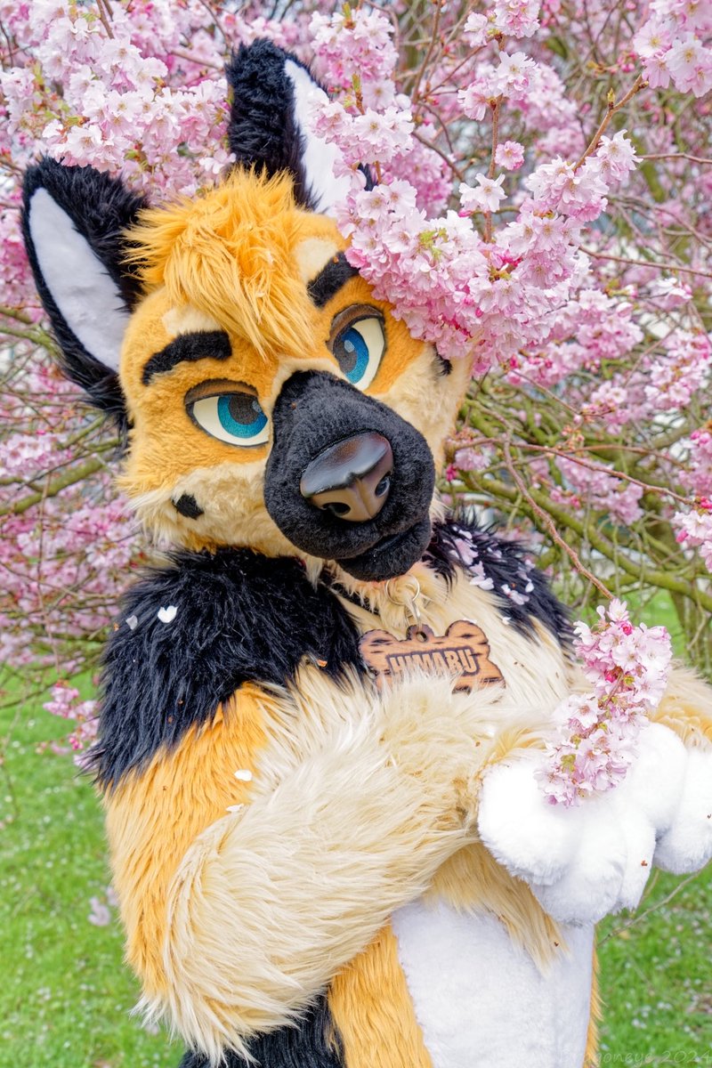 ❤️🐾H.M.S. ひまる 🐾❤️ 🔜 NFC-Furciety 👀 tweet media