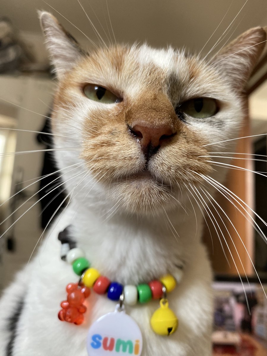 🍇 ⋆ 🍪 🎀 𝒮𝓊𝓂𝒾 𝒦𝒸𝓊𝒾𝓃𝑔𝒿 🎀 🍪 ⋆ 🍇 tweet media