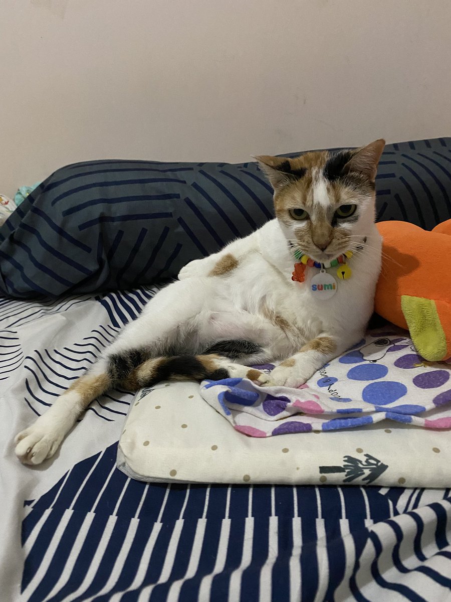 🍇 ⋆ 🍪 🎀 𝒮𝓊𝓂𝒾 𝒦𝒸𝓊𝒾𝓃𝑔𝒿 🎀 🍪 ⋆ 🍇 tweet media