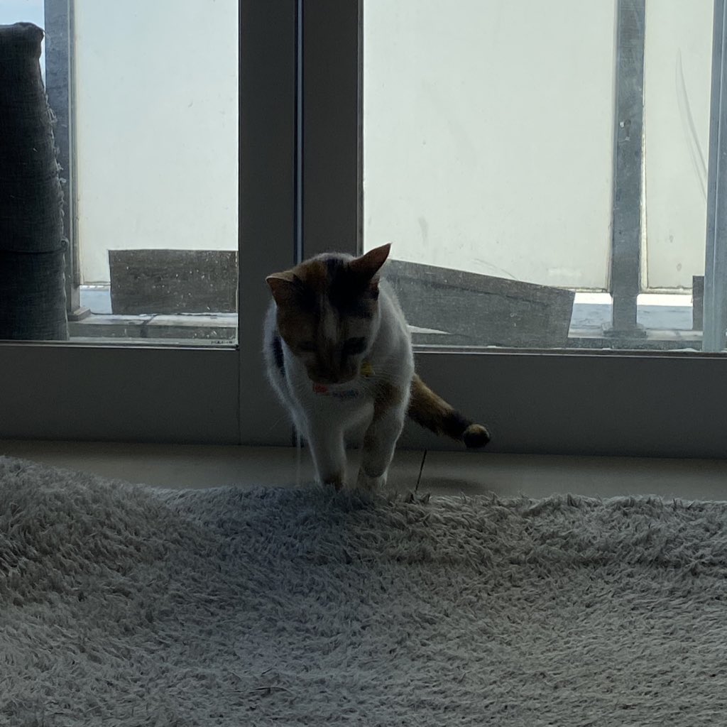 🍇 ⋆ 🍪 🎀 𝒮𝓊𝓂𝒾 𝒦𝒸𝓊𝒾𝓃𝑔𝒿 🎀 🍪 ⋆ 🍇 tweet media