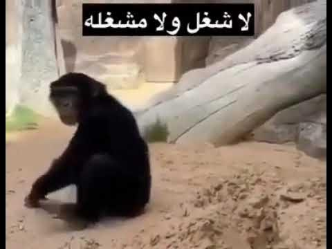 سُلطان tweet media