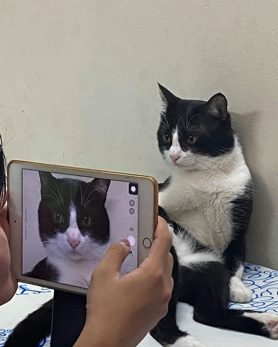 Punch Cat tweet media