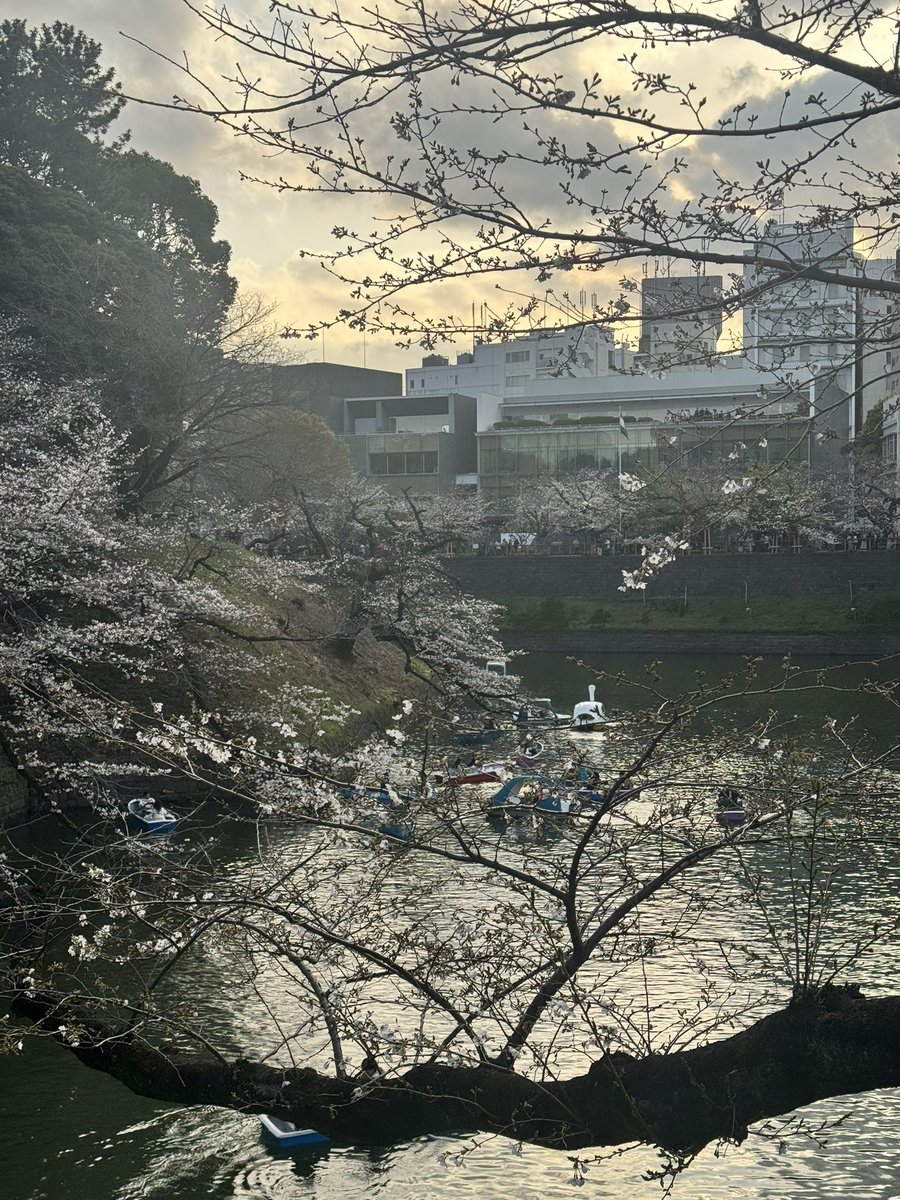 あんず(Anzu) tweet media