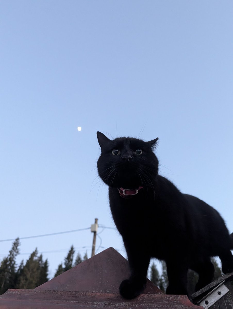 сиськинсон tweet media