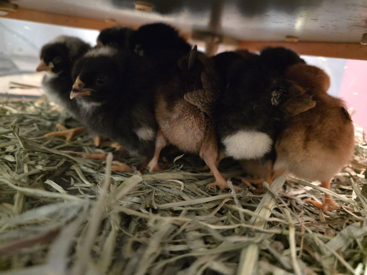 𝕻𝖍𝖆𝖒𝒚𝖓𝖓 tweet media