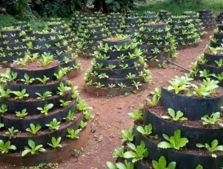 Munezero Cedric tweet media