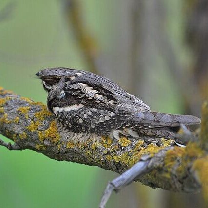 TheNatureFund's tweet image. Nightjar Numbers Double in the South Downs Thanks to Conservation Success #Nightjar #Conservation #SouthDowns #NatureRecovery #Biodiversity

naturalworldfund.org.uk/nightjars-sout…