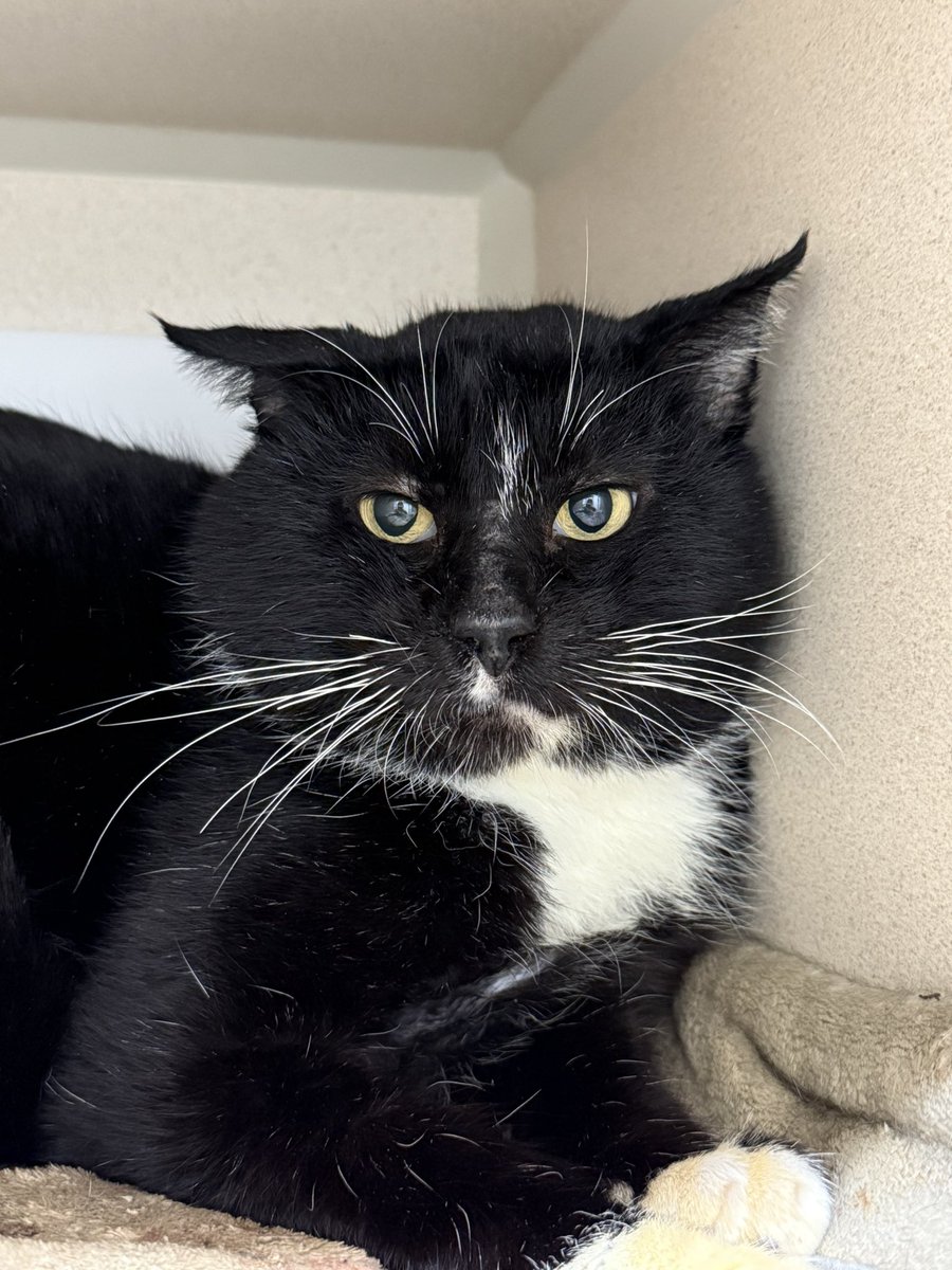 Friends of Bear Cat Rescue tweet media