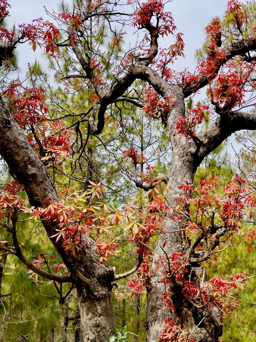 Alka Joshi Kaushik tweet media