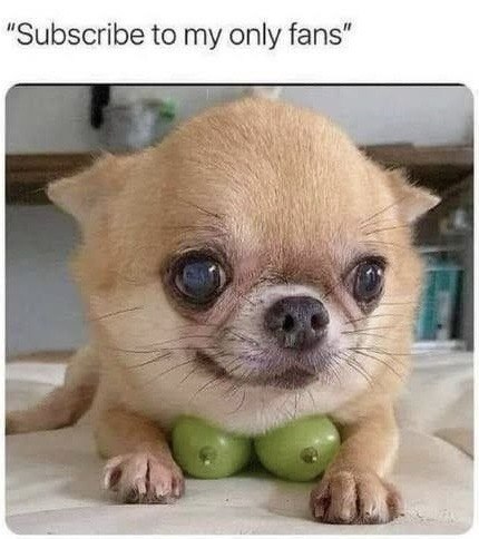 Fight With Memes tweet media