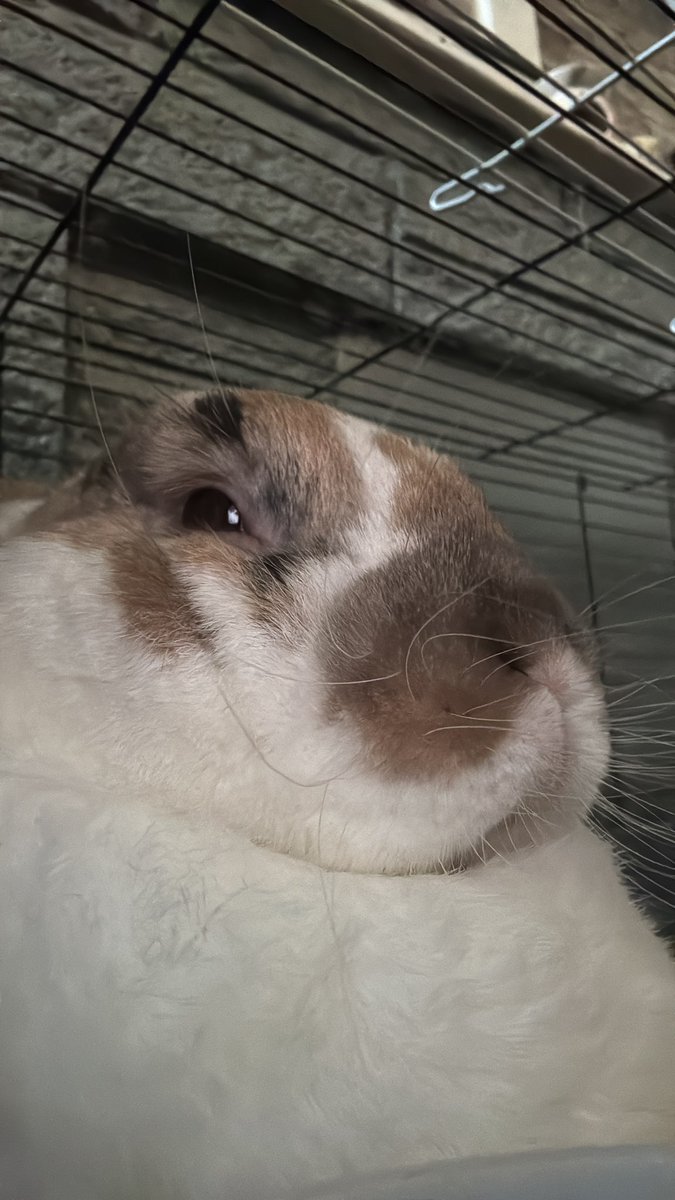 robyn 👱🏻‍♀️& paddy 🐰 tweet media