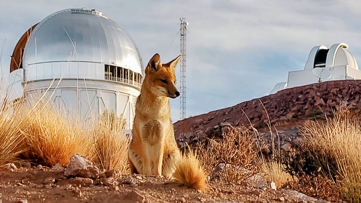 🦊Un zorrito muy curioso por lo que hay más allá de la atmósfera. 
Temperado otoño🍂 en la cima del observatorio <a href="/cerrotololo/">Cerro Tololo</a> Chile.