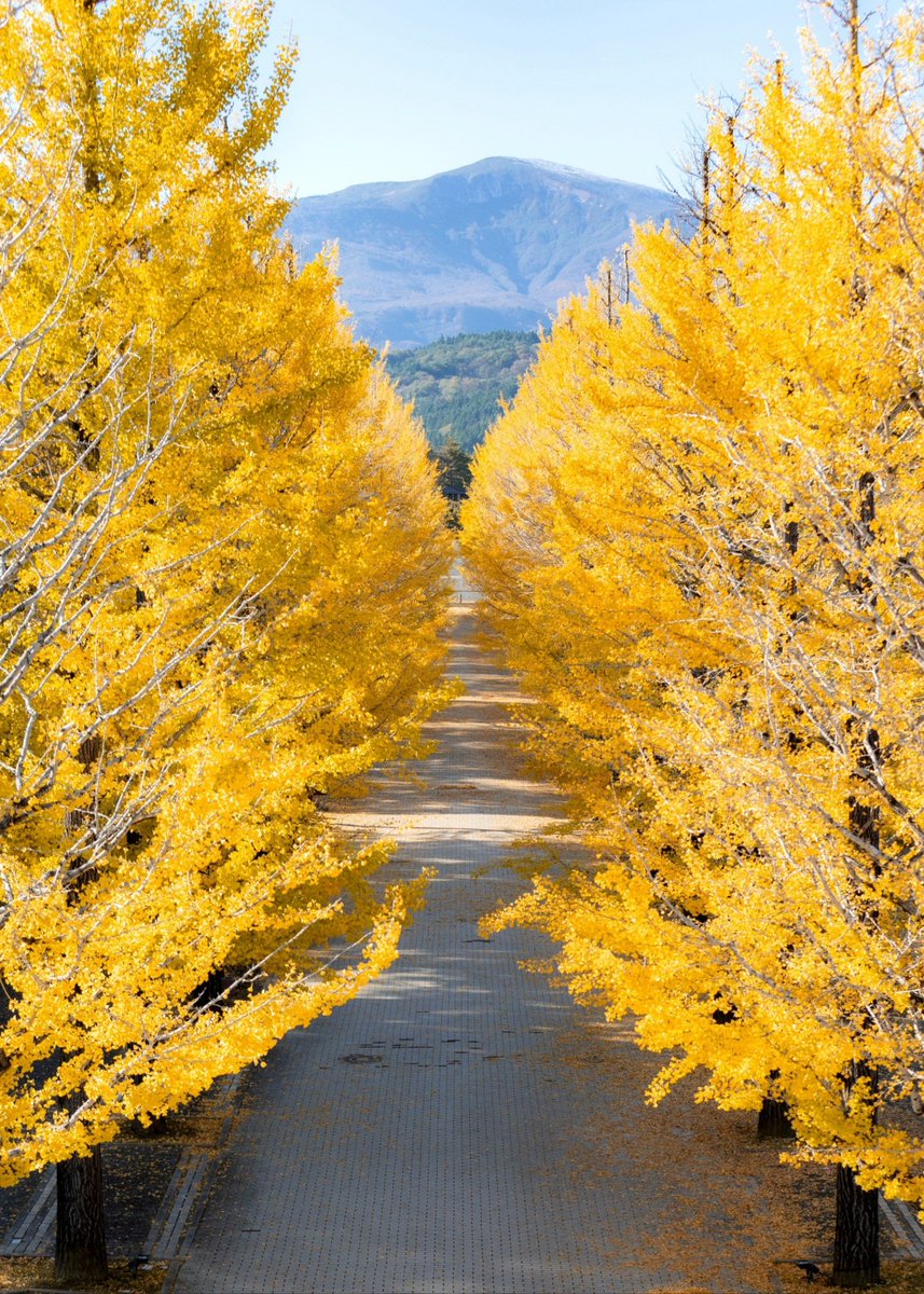 Пикаревская Саша tweet media