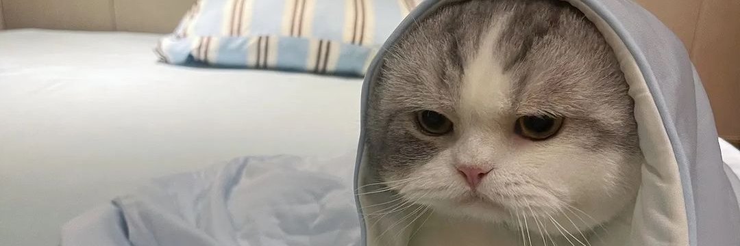 lastbencher7 tweet media