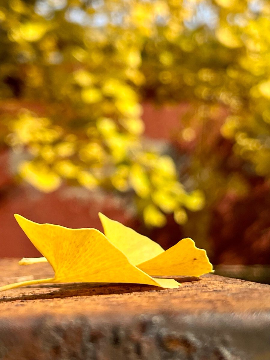 rungeer0110 tweet media