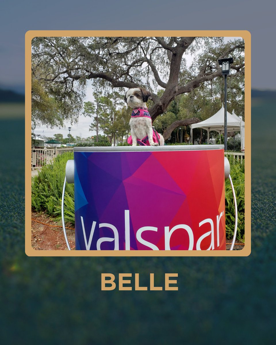 5ClubsGolf's tweet image. From the first tee to the trophy pose 🐾⛳️

Belle thinks she won the Valspar.
Coco… a seasoned SEC legend.
Arnie keeping things classy.
Lucy &amp;amp; Charlie? Built for the course.

These are your Dogs of the Week.
📩 dogs@5clubsgolf.com

#DogsOfTheWeek #GolfLife #DogLovers #GolfDogs