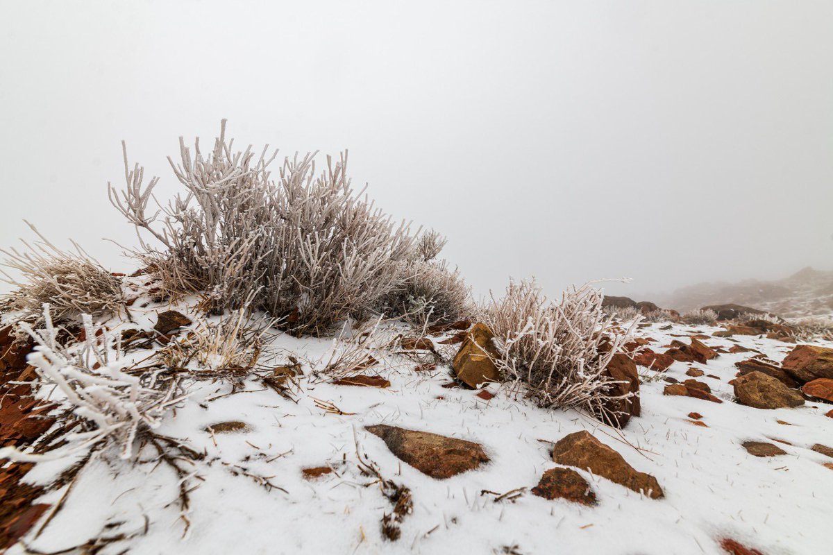 محمد الشريف tweet media