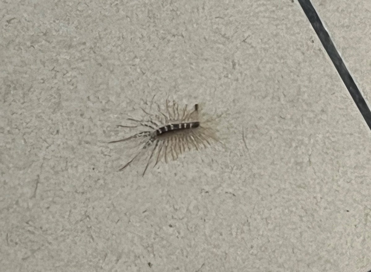 elf marrant 😸 tweet media