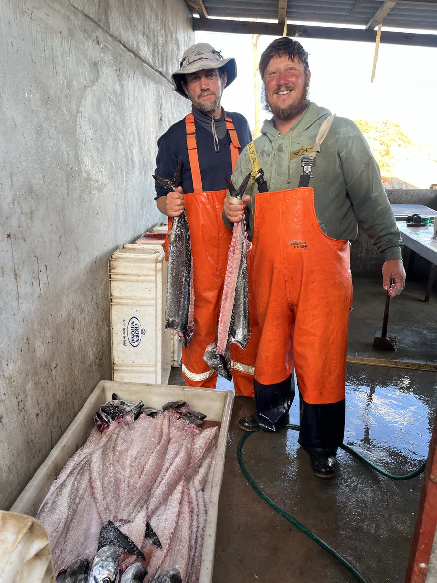 BeachhousePN's tweet photo. Snoek in Port Nolloth https://t.co/2ITOPTU48Z