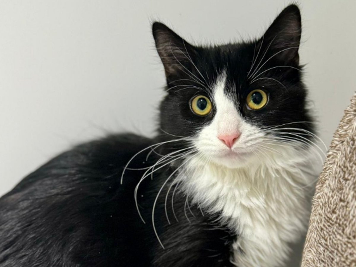 Greenacres Rescue tweet media