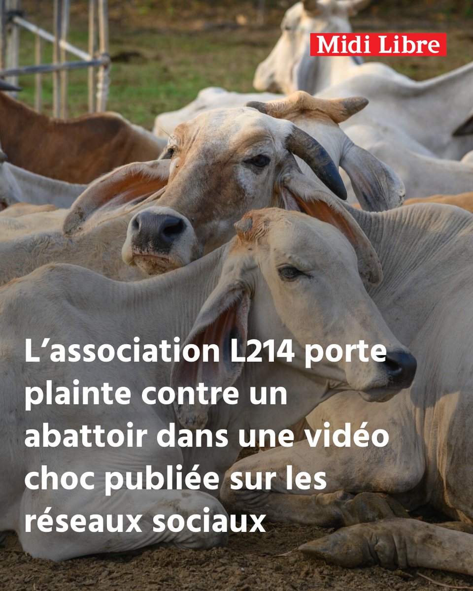 Midilibre's tweet photo. Des bovins égorgés vivants : l’association L214 porte plainte contre un abattoir dans une vidéo choc publiée sur les réseaux sociaux
➡️ https://t.co/bwGjOnOIBm https://t.co/cdqlRr4Jg5