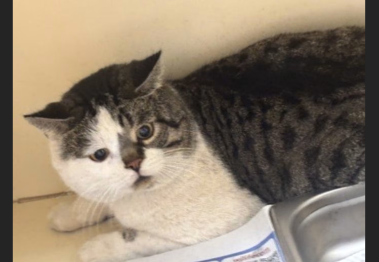 Hollywood Dogs tweet media