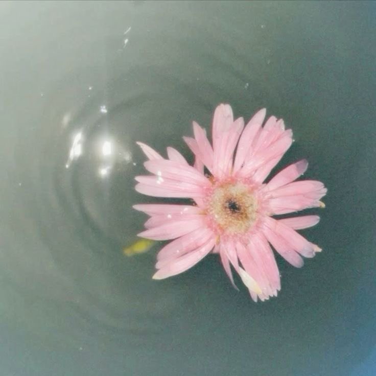 Joy. 🍀 tweet media