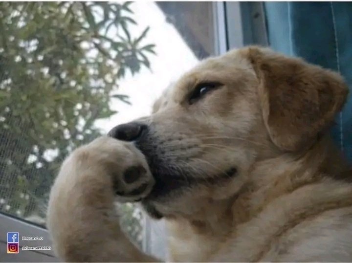 CHIEF OF BD tweet media