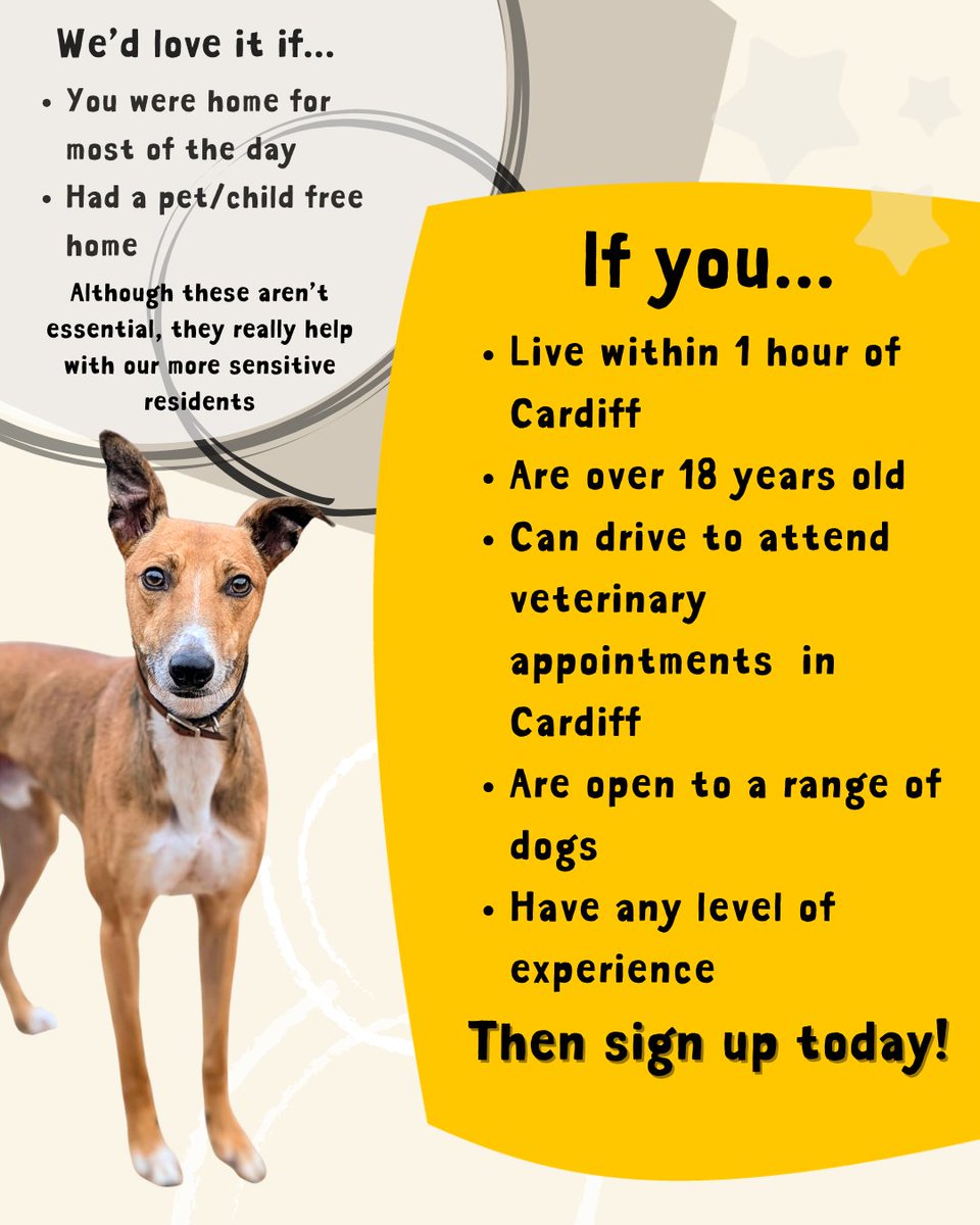 DTCardiff's tweet image. 💛 Could you open your heart and home to a dog in need? We are looking for foster carers to give dogs a safe and loving place to stay while we search for their forever families. It won’t cost you a penny – we cover all food, vet care and supplies ✨⁣ #DogsTrust #FosterDogFriday