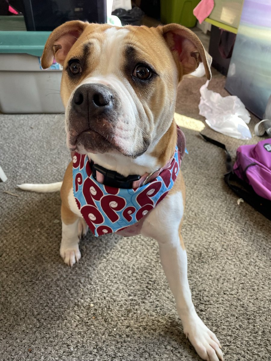 DennisWalkerJr's tweet photo. Since baseball is back here is my dog celebrating the @Phillies WS appearance in 2022. (Ignore the mess, I was trying to get some stuff removed we don’t need in our storage unit anymore) https://t.co/9HT3c2w7Dm
