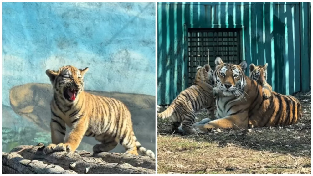 Tengri Life tweet media