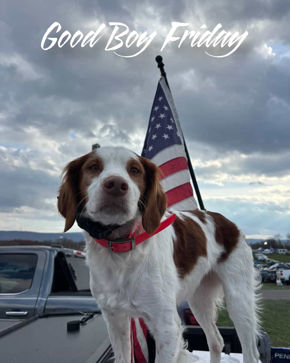 Old Row Pups tweet media