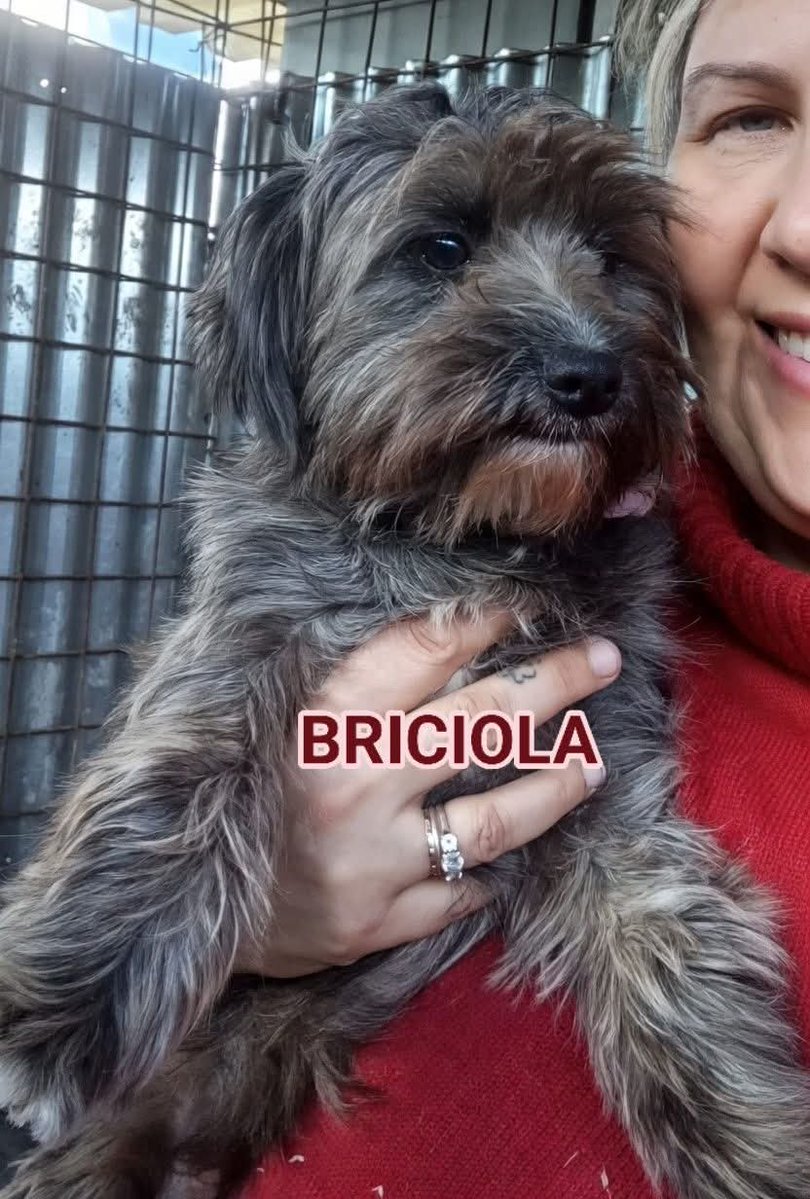 Greta Fanti tweet media