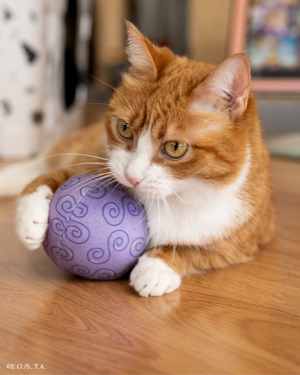 Pawsonify 🐾 tweet media