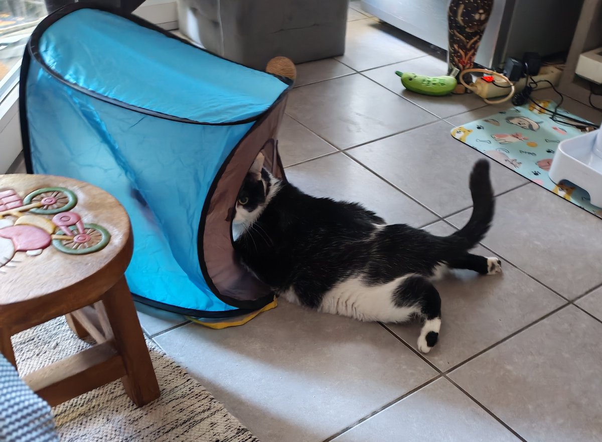 🎀 Queen Mimine, Yron et Genzo des ✨🦁 tweet media