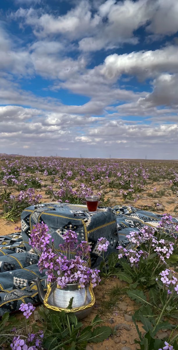 AlShamal Pinterest tweet media