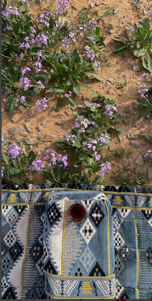 AlShamal Pinterest tweet media