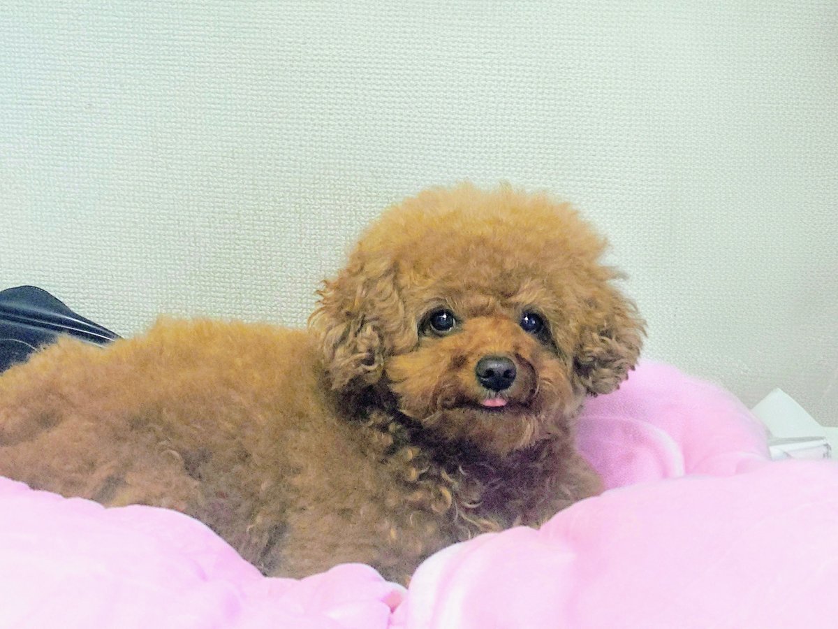 Banbi chan tweet media